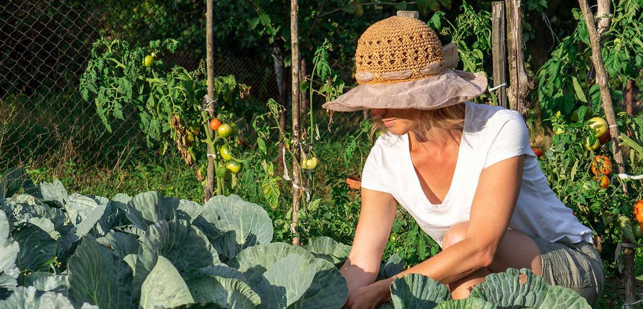 Woman tending to veggie garden in sunhat