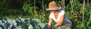 Woman tending to veggie garden in sunhat